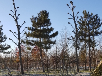 Platanus hispanica Kandelaber & Pinus nigra nigra Ho