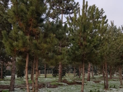 Pinus nigra nigra Multistem