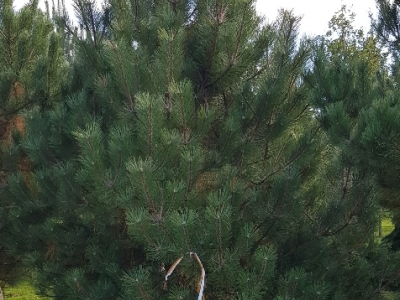 Pinus nigra nigra Sol