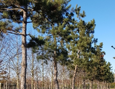 Pinus nigra nigra_H