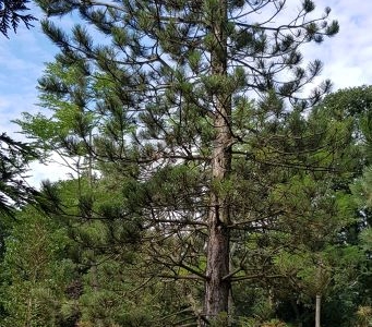 Pinus nigra nigra_Ho