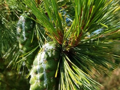 Pinus peuce jonge kegels detail