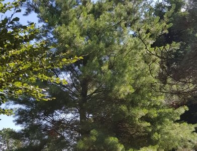 Pinus peuce Sol Airpot
