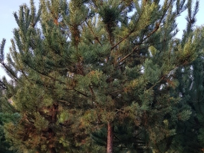Pinus sylvestris H35-40 (37,5) VH4-B