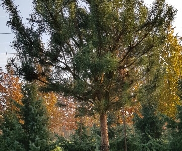 Pinus sylvestris H35-40 (39) VH4-A