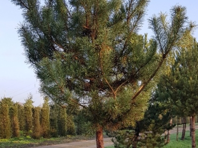 Pinus sylvestris H40-45 VH4-A