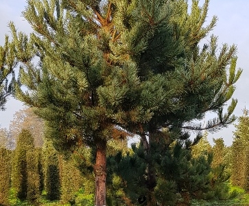 Pinus sylvestris H40-45 VH4-B