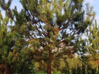 Pinus sylvestris H40-45 VH4-C