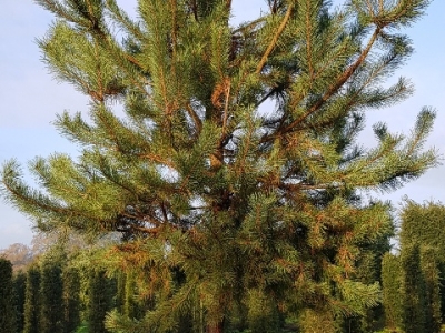 Pinus sylvestris Ho 