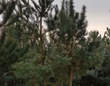 Pinus sylvestris Mehrstämmig