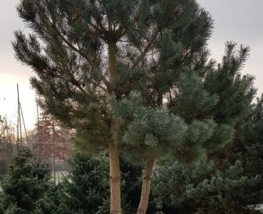 Pinus sylvestris multistem