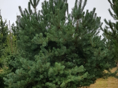 Pinus sylvestris Norke Typ Feathered