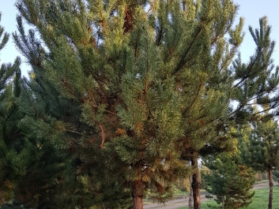 Pinus sylvestris_Ho