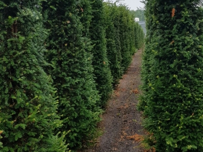 Taxus baccata 250-325