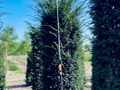 Taxus baccata 300-350