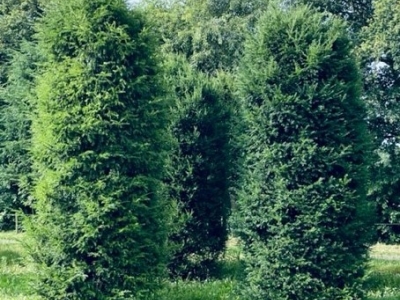 Taxus baccata 400-450