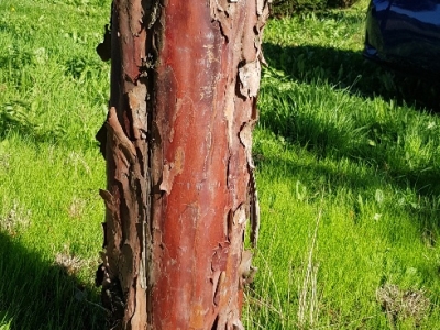 Taxus baccata bark detail