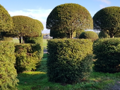 Taxus baccata Guards 05