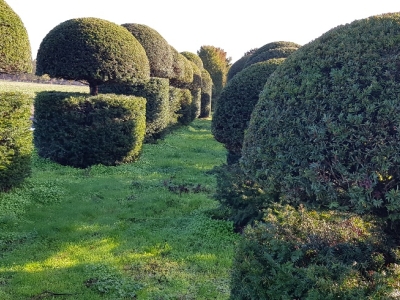 Taxus baccata Guards 06