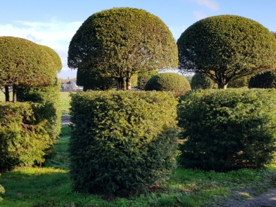 Taxus baccata Guards 08