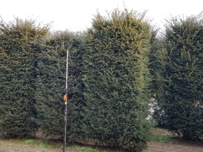 Taxus baccata Hegelement 250 + x100x80