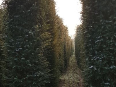 Taxus baccata Hegelement 250+ x100x80