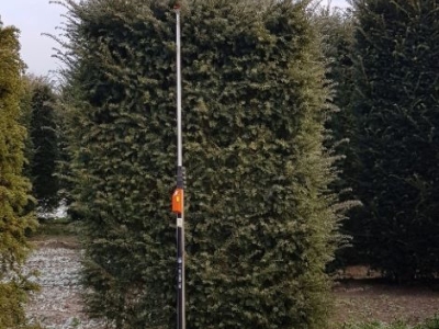 Taxus baccata Hegelement 250+x 100x80