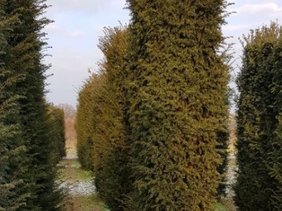 Taxus baccata Hegelement 250+x100x80