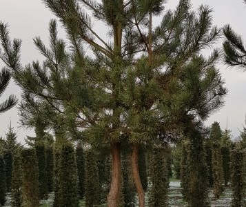 Pinus sylvestris MRST