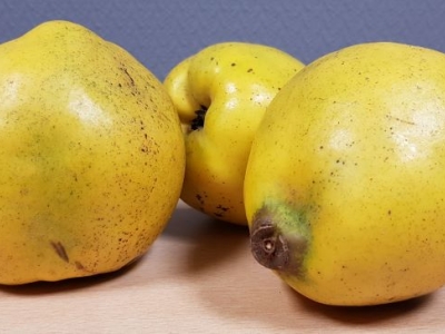 Cydonia oblonga Leskovacka fruit