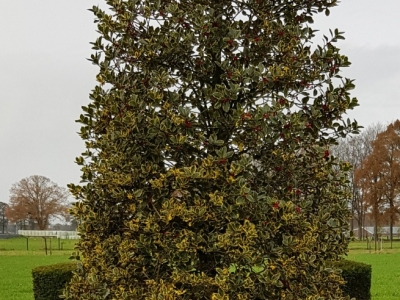 Ilex aquifolium 'Rubricaulis Aurea'_Sol