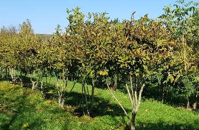 Magnolia stellata MRST