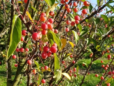 Malus 'Adirondack' fruit detail