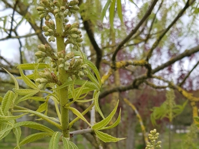 Aesculus glabra arguta bloeiwijze