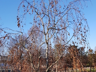 Fagus sylvatica 'Pendula' winter