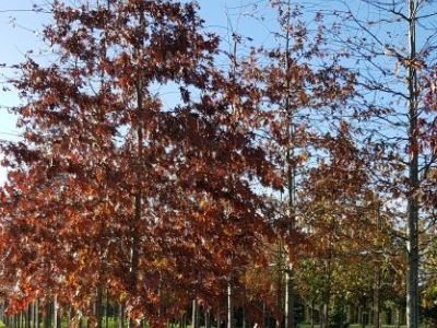 Quercus palustris H