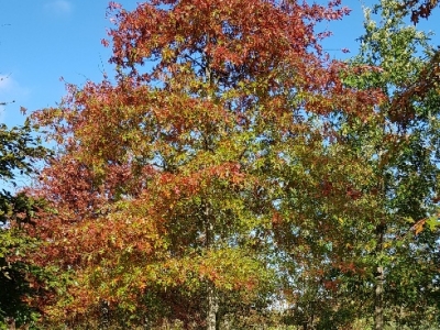 Quercus palustris Ho Autumn