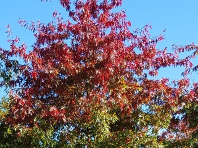 Quercus palustris Ho Herfstkleur