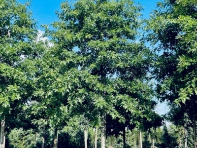 Quercus palustris Ho zomer