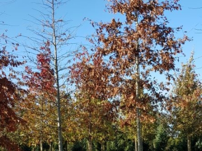 Quercus palustris_Ho