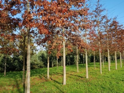 Quercus palustris-Ho