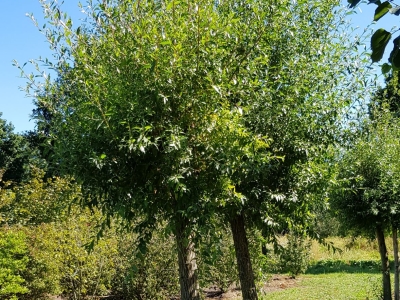 Salix alba Chermesina knotted