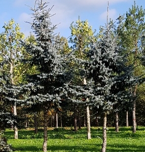 Picea pungens 'Hoopsii' H