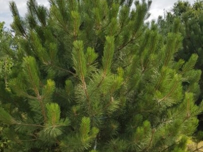 Pinus nigra nigra Feathered