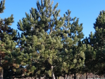 Pinus nigra nigra H