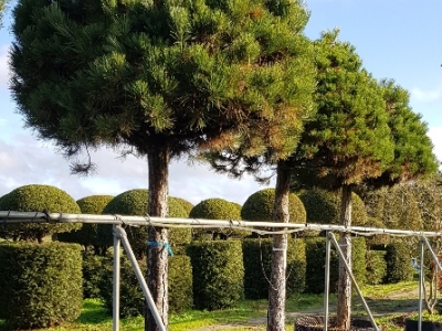 Pinus nigra nigra halve bol op stam Airpot