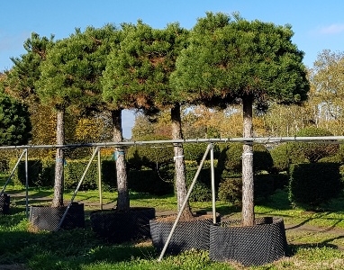 Pinus nigra nigra hemisphere on stem Airpot