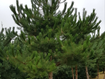 Pinus nigra nigra Ho