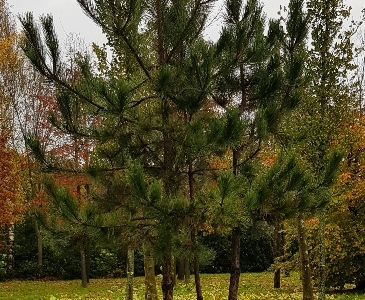 Pinus nigra nigra meerstammig