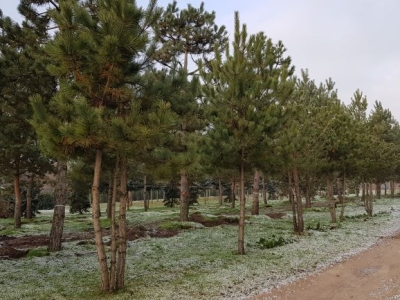 Pinus nigra nigra mehrstämmig